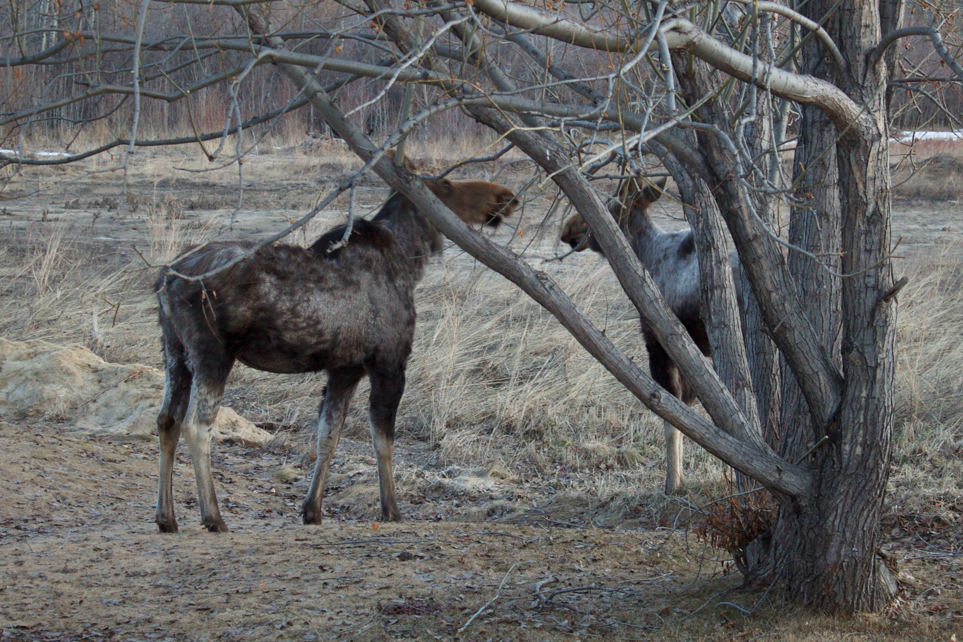 Cow and calf moose showing signs of tick infestation.