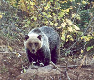 Photo of a grizzly bear with an elk kill.