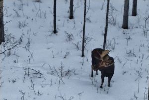 Photograph of a bull moose