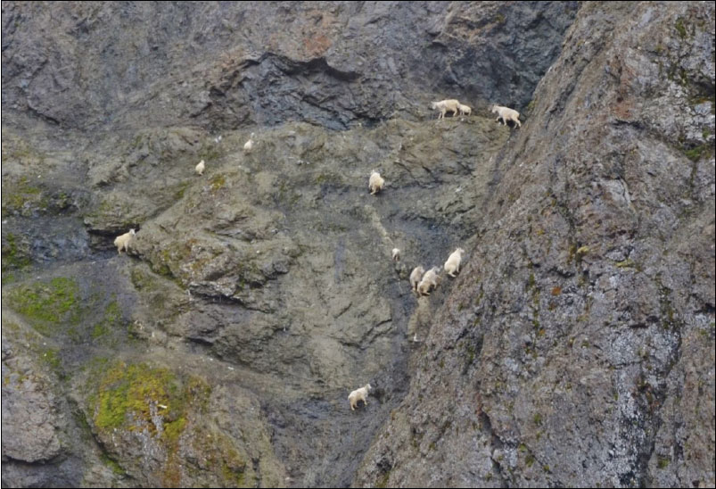 Photo of Mountain Goats