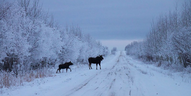 Caribou Recovery and Antlerless Moose LEH Authorizations