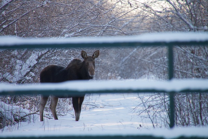Access to Public Land