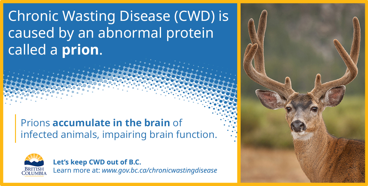 Peace Area CWD Surveillance Program 2020