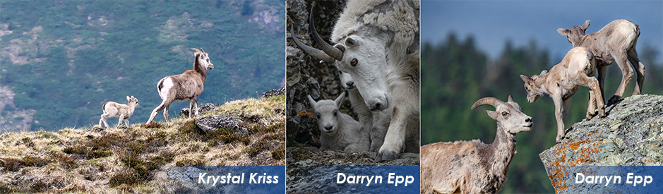 B.C. Mountain Goat and Wild Sheep Natal App