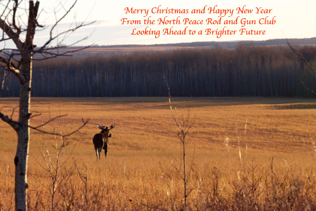 Holiday Wishes Bull Moose Photo